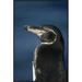 East Urban Home Galapagos Penguin, Bartolome Island, Galapagos Islands, Ecuador - Wrapped Canvas Photograph Print Canvas in White | Wayfair