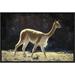 East Urban Home Vicuna Male on Lookout for Rivals, Pampa Galeras Nature Reserve, Peru - Wrapped Canvas Photograph Print Canvas, | Wayfair