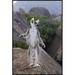 East Urban Home 'Ring-Tailed Lemur Male Walking Upright on Rocks in the Andringitra Mountains, Vulnerable | 36 H x 24 W x 1.5 D in | Wayfair