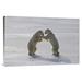 East Urban Home 'Polar Bear Pair Sparring, Churchill, Manitoba, Canada' Photographic Print, Wood in White | 24 H x 36 W x 1.5 D in | Wayfair