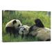 East Urban Home 'Giant Panda Female & Year Old Cub Playing, Chengdu Panda Breeding Research Center, China' Photographic Print, in Green | Wayfair