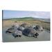 East Urban Home 'Volcan Alcedo Giant Tortoises Wallowing, Alcedo Volcano, Galapagos Islands' Photographic Print Canvas, in White | Wayfair