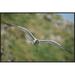 East Urban Home Swallow-Tailed Gull Flying, Tower Island, Galapagos Islands, Ecuador - Wrapped Canvas Photograph Print Canvas, in White | Wayfair