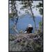 East Urban Home 'Bald Eagle Parent on Nest, Alaska' Photographic Print Canvas, Wood in Brown | 30 H x 20 W x 1.5 D in | Wayfair EAUB5324 38519485