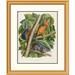 Global Gallery Red-Bellied Squirrel by John James Audubon Framed Painting Print Metal in Green | 32 H x 26.88 W x 1.5 D in | Wayfair