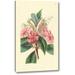 Ophelia & Co. 'Impatiens Platypetala' by PI Collection Giclee Art Print on Wrapped Canvas Metal in White | 32 H x 20 W x 1.5 D in | Wayfair