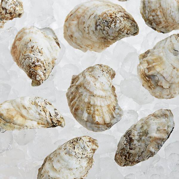 Rappahannock Oyster Co. Live Rappahannock River Oysters - 100/Case