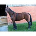 CD Equisports 30010 Verladehilfe Pony, S