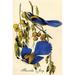 Buyenlarge Florida Jay by John Audubon - Graphic Art Print in White | 36 H x 24 W x 1.5 D in | Wayfair 0-587-64759-LC2436