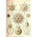 Buyenlarge Phaeodaria Radiolarians by Ernst Haeckel - Graphic Art Print in Brown | 66 H x 44 W x 1.5 D in | Wayfair 0-587-64603-LC4466