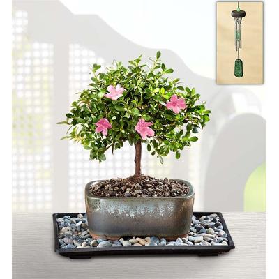 1-800-Flowers Plant Delivery Sweet Serenity Azalea Bonsai Small Plant W/ Windchime | Happiness Delivered To Their Door