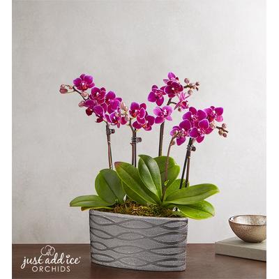 1-800-Flowers Plant Delivery Violet Opulence Orchid Small Plant | Happiness Delivered To Their Door