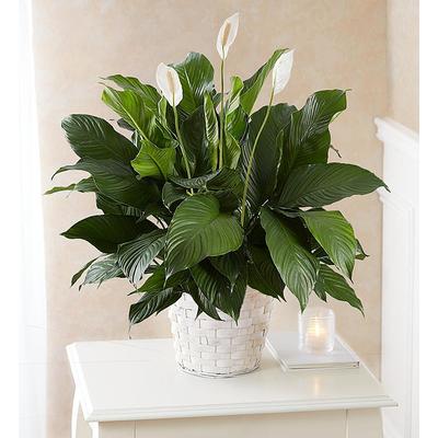 1-800-Flowers Everyday Gift Delivery Peace Lily Plant For Sympathy Medium | Happiness Delivered To Their Door