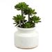 Vickerman 523940 - 11" Green Succulent in Round Ceramic Pot (FE181701) Home Office Succulents