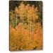 Millwood Pines 'Co, Uncompahgre Nf Grove of Orange-Tinged Aspens' Photographic Print on Wrapped Canvas in Green/Yellow | Wayfair
