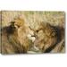 World Menagerie Kenya, Masai Mara Lion Licking Another Lion by Dennis Kirkland - Photograph Print on Canvas Canvas | 10 H x 16 W x 1.5 D in | Wayfair