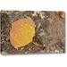 Millwood Pines Co, Gunnison Nf Aspen Leaf & Lichen on Rock by Don Grall - Photograph Print on Canvas in Brown/Yellow | Wayfair