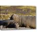 World Menagerie South Georgia Isl Bull Elephant Seal w/ Harem by Don Paulson - Photograph Print on Canvas in Brown/Gray | Wayfair