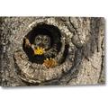 Millwood Pines OR, Mosier Screech Owl Occupies Knot Hole by Don Paulson - Photograph Print on Canvas in Gray/Green | 10 H x 16 W x 1.5 D in | Wayfair