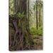 Millwood Pines 'Wa, Olympic Np Western Red Cedar on Boulder' Photographic Print on Wrapped Canvas in Brown/Green | 32 H x 21 W x 1.5 D in | Wayfair