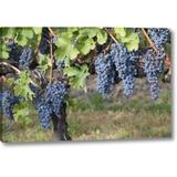 Fleur De Lis Living Canada, Bc, Osoyoos Purple Grapes by Don Paulson - Wrapped Canvas Photograph Print Canvas in Blue/Green | Wayfair