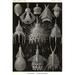 Buyenlarge Radiolaria by Ernst Haeckel - Graphic Art Print in Black/Gray | 66 H x 44 W x 1.5 D in | Wayfair 0-587-64564-LC4466