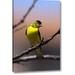 Winston Porter 'California, San Diego, Lakeside a Yellow Finch' Photographic Print on Wrapped Canvas in Black/Yellow | Wayfair