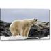 Ebern Designs Norway, Svalbard Polar Bear on Snow by Bill Young - Photograph Print on Canvas Metal in Gray | 21 H x 32 W x 1.5 D in | Wayfair