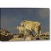 World Menagerie Colorado, Mount Evans Mountain Goat & Kid by Cathy - Gordon Illg - Photograph Print on Canvas in Blue | Wayfair