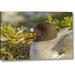 World Menagerie Ecuador, Galapagos NP Swallow-Tailed Gull by Cathy - Gordon Illg - Photograph Print on Canvas in Gray/Green | Wayfair