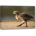 Winston Porter 'California, San Diego, Lakeside Canada Gosling' Photographic Print on Wrapped Canvas in Brown | 11 H x 16 W x 1.5 D in | Wayfair