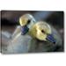 Millwood Pines 'California, San Diego, Lakeside Canada Goslings' Photographic Print on Wrapped Canvas in Gray/Yellow | Wayfair