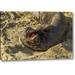 World Menagerie 'CA, Piedras Blancas Elephant Seal Yawning' Photographic Print on Wrapped Canvas in Brown | 16 H x 24 W x 1.5 D in | Wayfair