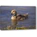 Ebern Designs 'California, San Diego, Lakeside Canada Gosling' Photographic Print on Wrapped Canvas in Blue/Brown | 11 H x 16 W x 1.5 D in | Wayfair