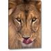 World Menagerie 'CA, Los Angeles Co, African Lion w/ Tongue out' Photographic Print on Wrapped Canvas Metal | 32 H x 21 W x 1.5 D in | Wayfair