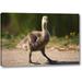 Millwood Pines 'California, San Diego, Lakeside Canadian Gosling' Photographic Print on Wrapped Canvas in Brown/Green | Wayfair