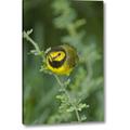 Winston Porter 'TX, South Padre Island Male Hooded Warbler' Photographic Print on Wrapped Canvas in Black/Green/Yellow | Wayfair