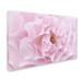 House of Hampton® Rose Pink Rose by Cora Niele - Photograph Print on Canvas in White | 30 H x 47 W x 2 D in | Wayfair