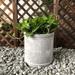 Williston Forge George Cylinder Concrete Pot Planter | 13 H x 13 W x 13 D in | Wayfair DA6A82DC8BF042DBB05005ED7115B57A