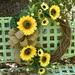 August Grove® 18" Sunflower Wreath Silk in Yellow | 20 H x 18 W x 6 D in | Wayfair AGTG3122 42672028