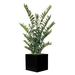 Bayou Breeze Zamia Foliage Plant in Planter Silk/Metal in Black | 54 H x 22 W x 22 D in | Wayfair BBZE1566 39051139