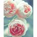 Courtside Market 'Three Peonies' Photographic Print on Canvas in Blue/Pink | 20 H x 16 W x 1.5 D in | Wayfair WEB-SC215