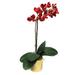 Dalmarko Designs Orchid in Vase, Glass in Red | 20 H x 12 W x 12 D in | Wayfair dmr377