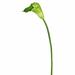 House of Hampton® Artificial Large Stem Calla Lily Plastic in Green | 28 H x 5 W x 5 D in | Wayfair HOHM3311 35267636