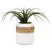 Highland Dunes Curly Tillandsia Round Floor Foliage Plant in Planter Ceramic/Plastic | 9 H x 14 W x 14 D in | Wayfair HLDS6585 41990519