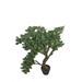 Red Barrel Studio® Fortune Floor Bonsai Tree in Pot Plastic | 36 H x 9.06 W x 11.02 D in | Wayfair RDBT3129 41441617