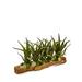 T&C Floral Company Agave Succulent Wood in Brown | 19 H x 36 W x 12 D in | Wayfair F1506WG