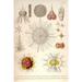 Buyenlarge Spongospaera Heliodes & Others by Ernst Haeckel - Graphic Art Print in Gray | 66 H x 44 W x 1.5 D in | Wayfair 0-587-64512-LC4466