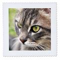 3dRose QS 46676 _ 3 langhaarigen gestromt cat-Animal, Moggie and, Tabbies, Design Getigerte Katze, Katzen, Cute-Quilt Platz, 8 von 20,3 cm