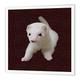 3dRose HT 17290 _ 1 Baby Albino Ferret-Iron auf Heat Transfer Papier Für weiß Material, 8 20,3 cm
